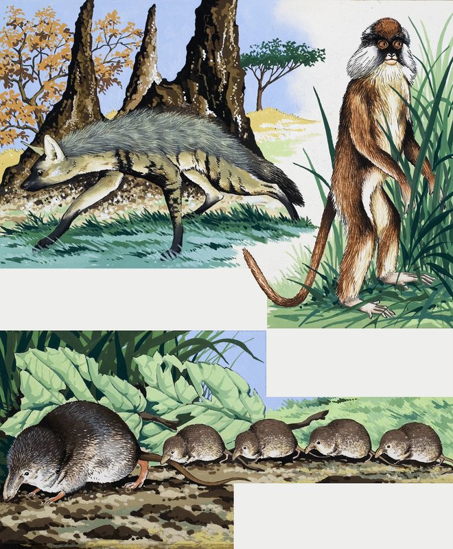 जंगली जानवर असेंबल करते हैं द्वारा अंग्रेजी स्कूल