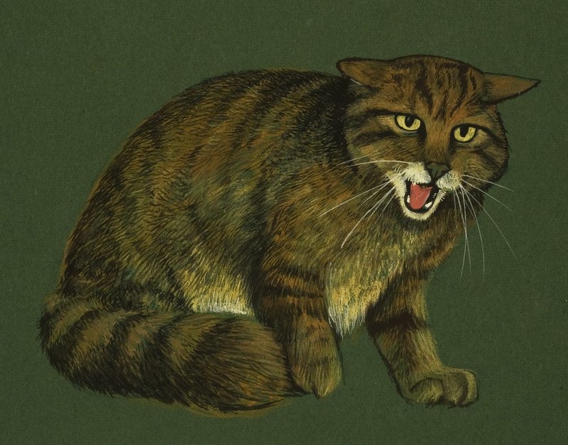 Wildcat द्वारा अंग्रेजी स्कूल
