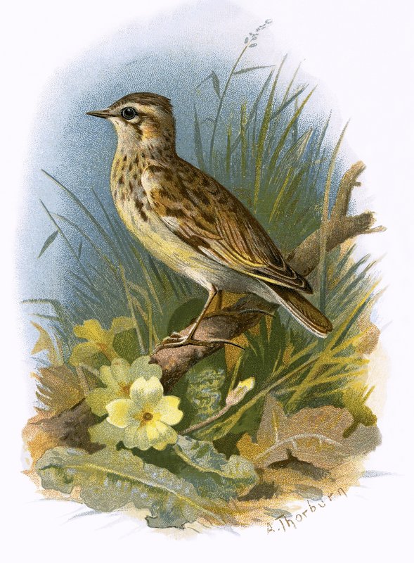 Woodlark द्वारा अंग्रेजी स्कूल