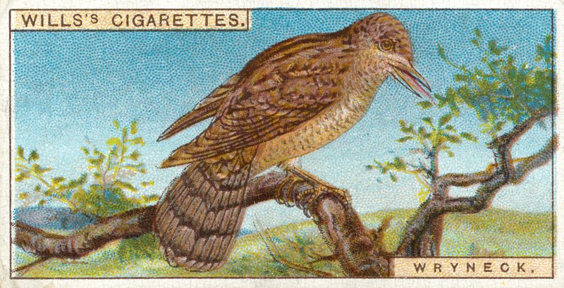 Wryneck द्वारा अंग्रेजी स्कूल