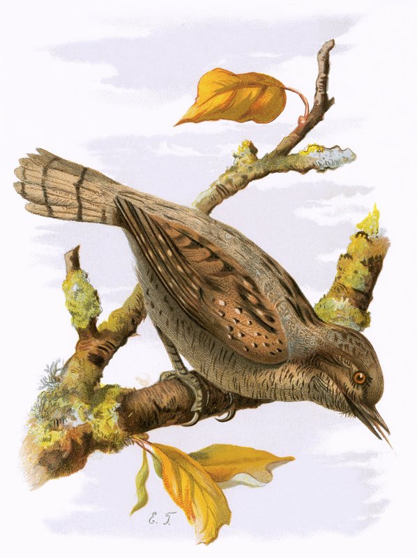 Wryneck द्वारा अंग्रेजी स्कूल