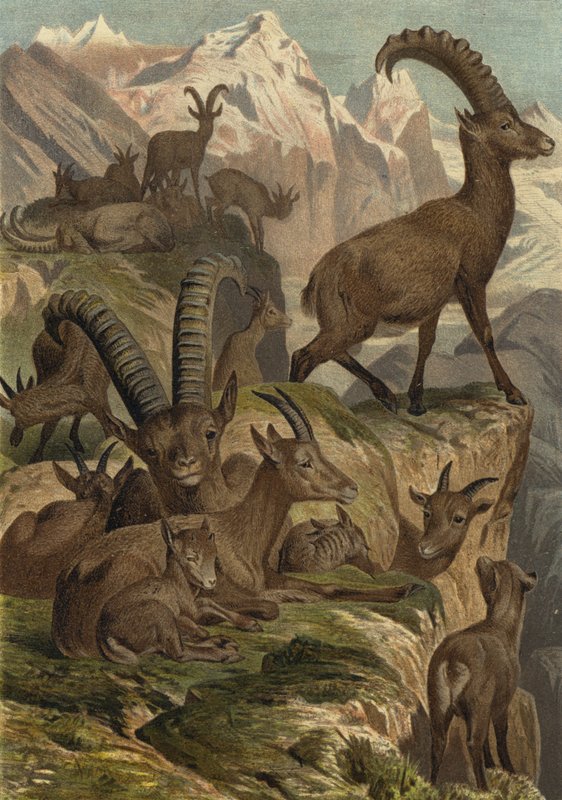 Alpensteinbock द्वारा यूरोपीय स्कूल