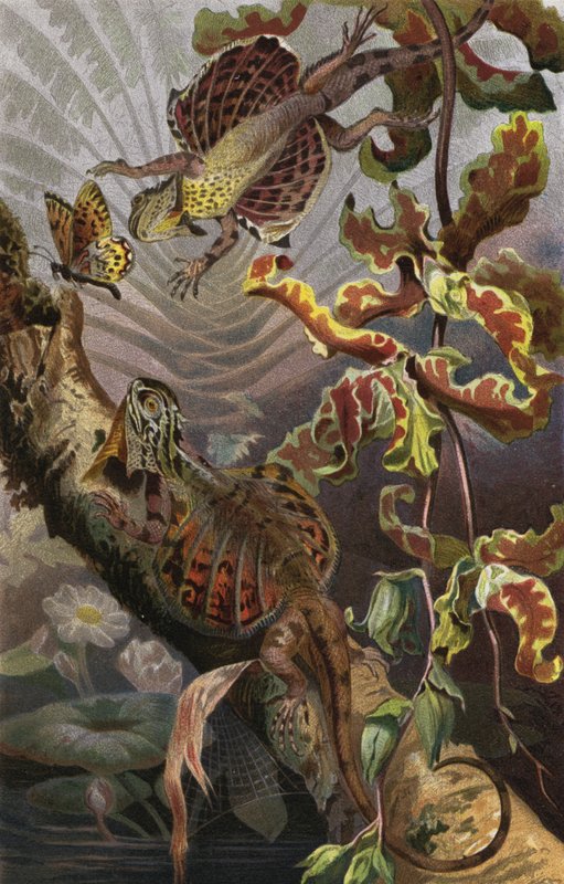 Flugdrache द्वारा यूरोपीय स्कूल