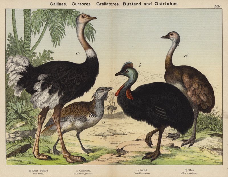 Gallinae, Cursores, Grallatores, बस्टर्ड और शुतुरमुर्ग (रंग लिथो) द्वारा यूरोपीय स्कूल
