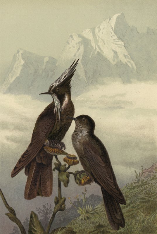 Helmkolibri द्वारा यूरोपीय स्कूल