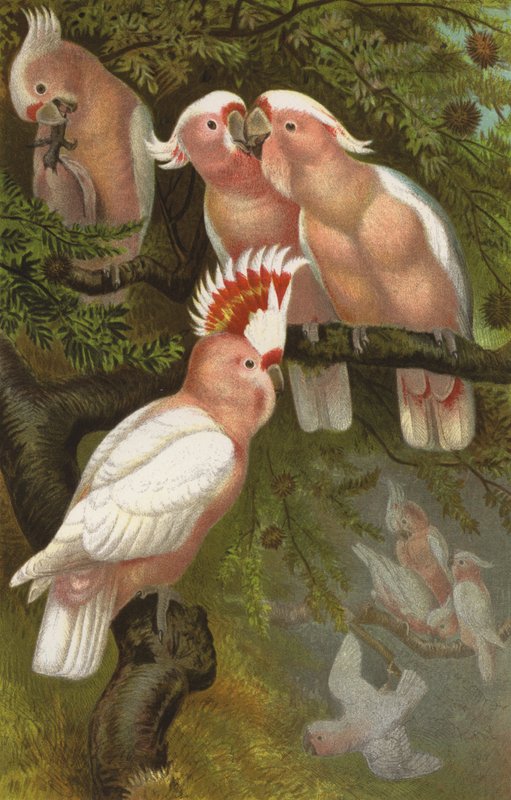 इंका cockatoos द्वारा यूरोपीय स्कूल