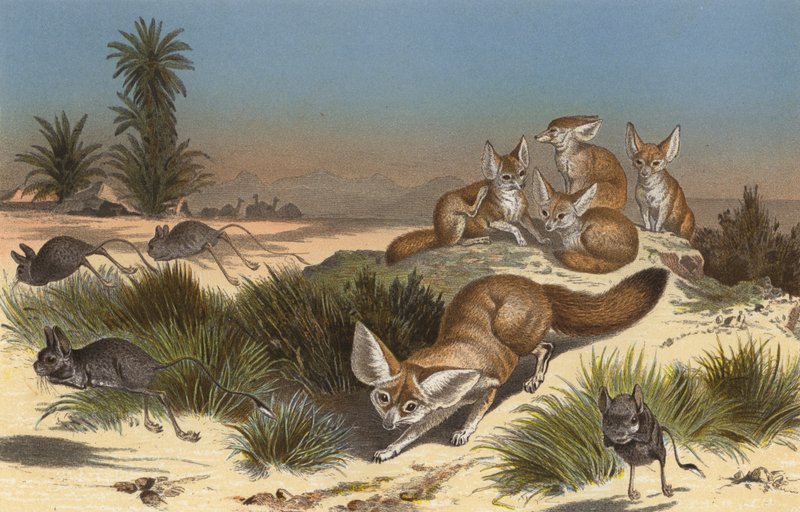 Wustenfuchs द्वारा यूरोपीय स्कूल