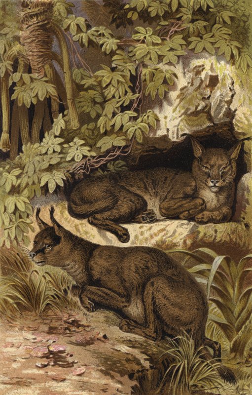 Wustenluchs द्वारा यूरोपीय स्कूल