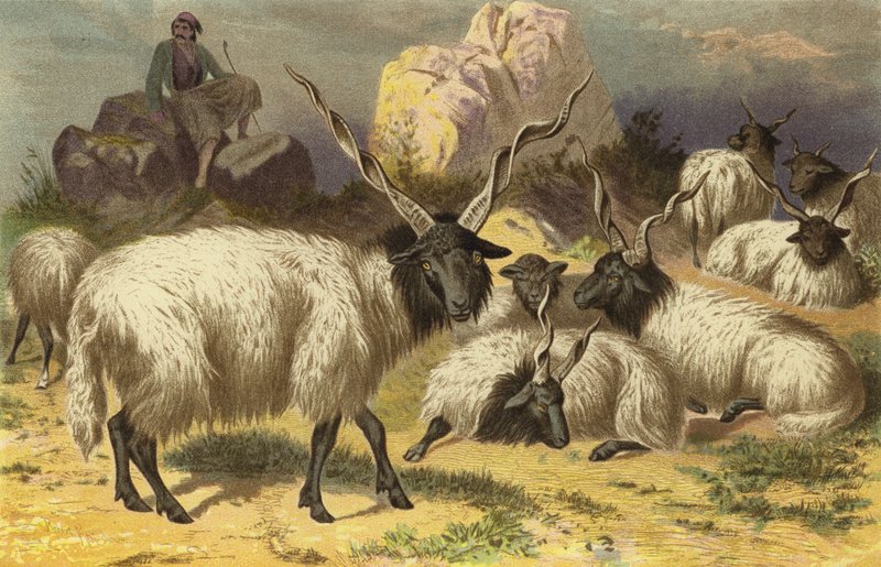 Zackelschaf द्वारा यूरोपीय स्कूल
