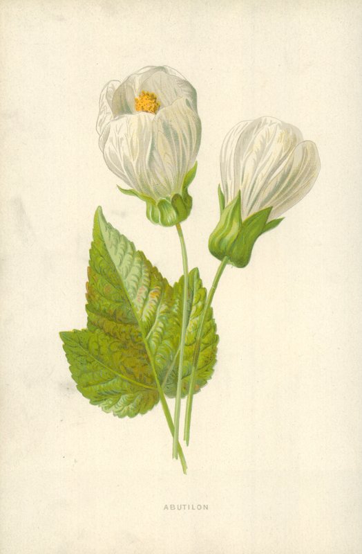 Abutilon द्वारा फ्रेडरिक एडवर्ड हुल्मे