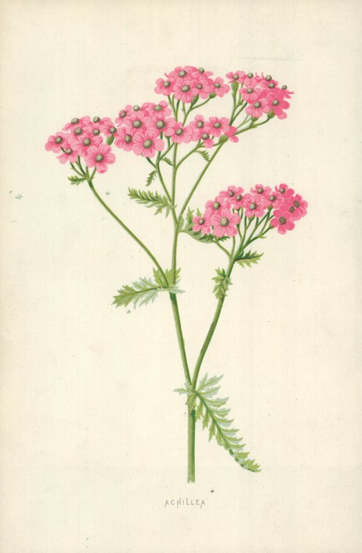 Achillea द्वारा फ्रेडरिक एडवर्ड हुल्मे