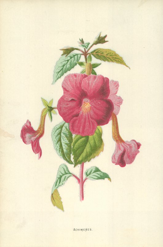 Achimenes द्वारा फ्रेडरिक एडवर्ड हुल्मे