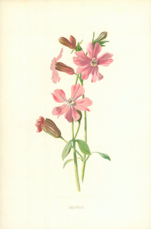 Catchfly द्वारा फ्रेडरिक एडवर्ड हुल्मे