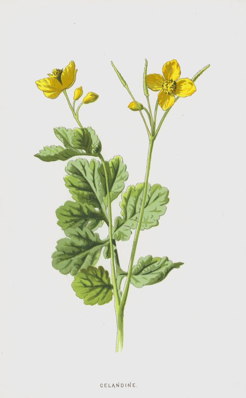 Celandine (क्रोमोलिथो) द्वारा फ्रेडरिक एडवर्ड हुल्मे