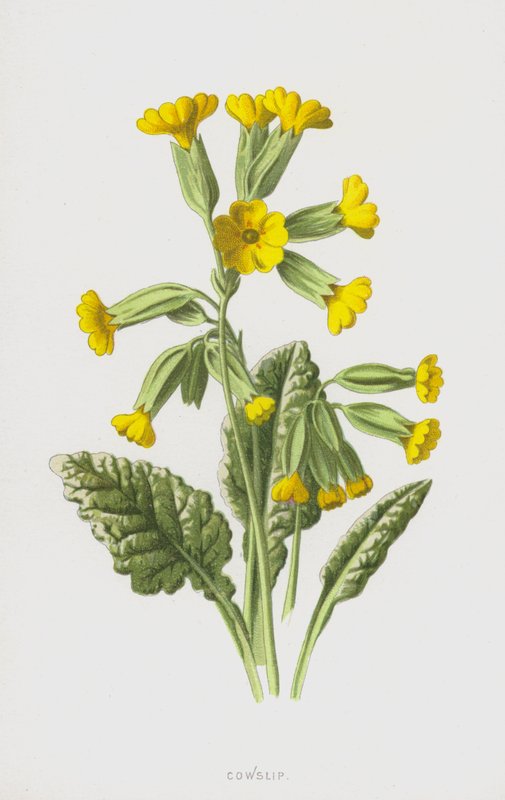 Cowslip (क्रोमोलिथो) द्वारा फ्रेडरिक एडवर्ड हुल्मे
