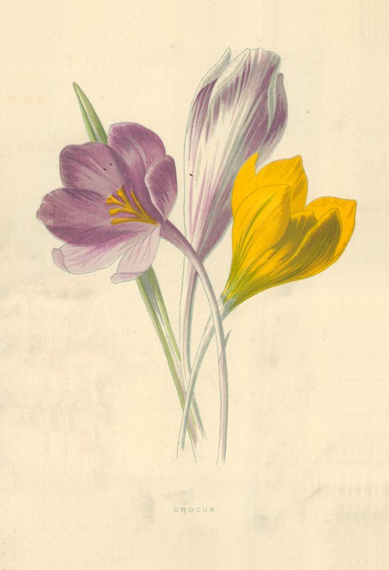 Crocus द्वारा फ्रेडरिक एडवर्ड हुल्मे