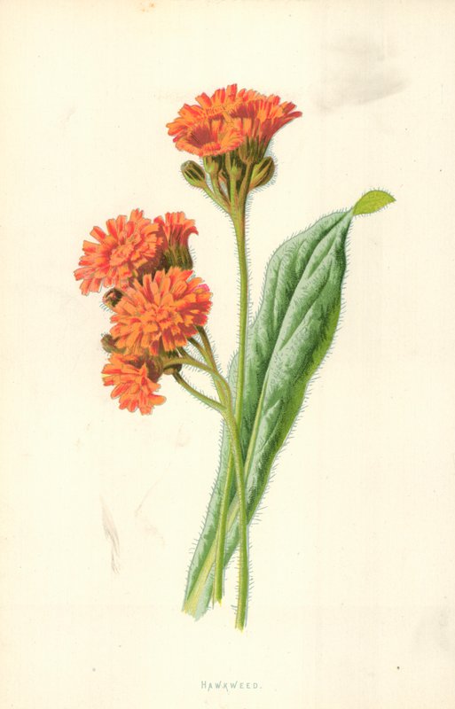 Hawkweed द्वारा फ्रेडरिक एडवर्ड हुल्मे