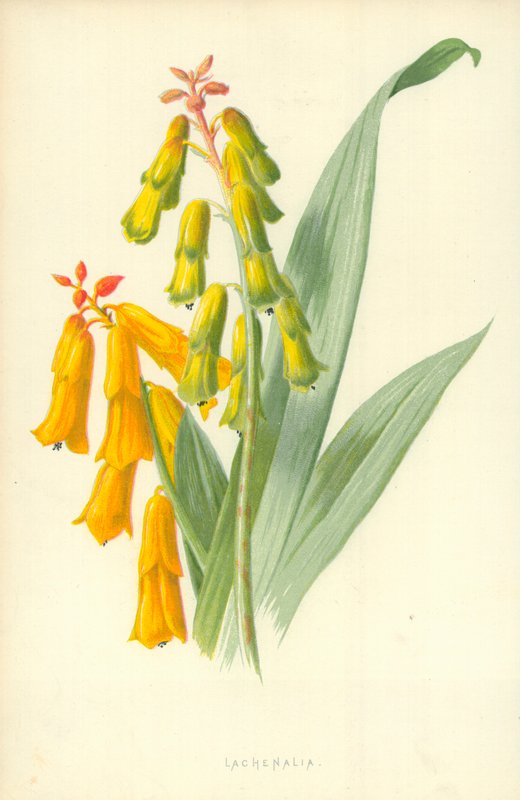 Lachenalia द्वारा फ्रेडरिक एडवर्ड हुल्मे