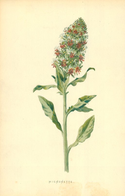 Micnonette द्वारा फ्रेडरिक एडवर्ड हुल्मे