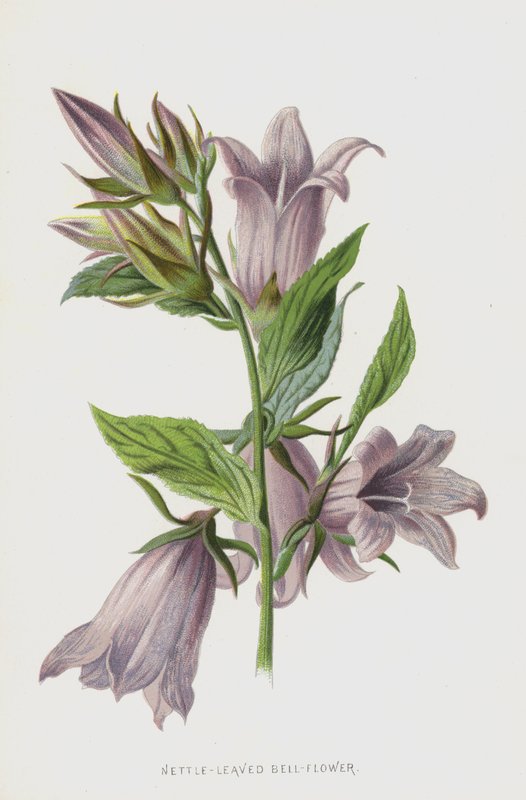 Nettle-Leaved Bell-Flower (क्रोमोलिथो) द्वारा फ्रेडरिक एडवर्ड हुल्मे