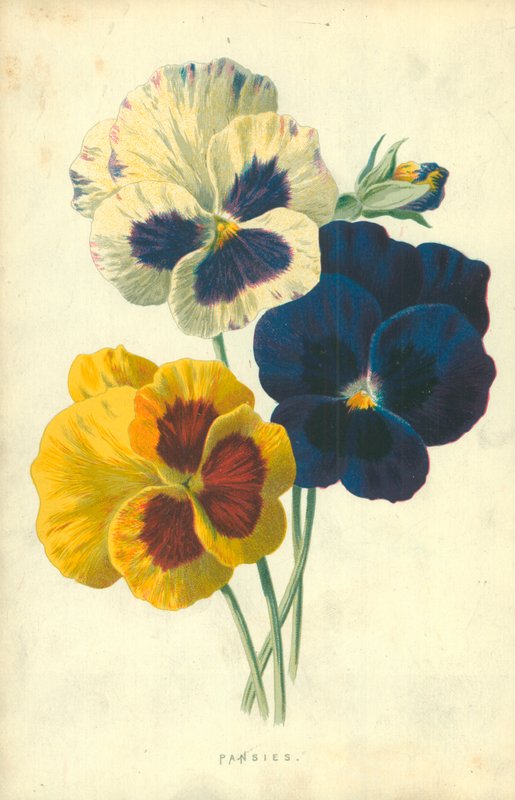 pansies द्वारा फ्रेडरिक एडवर्ड हुल्मे