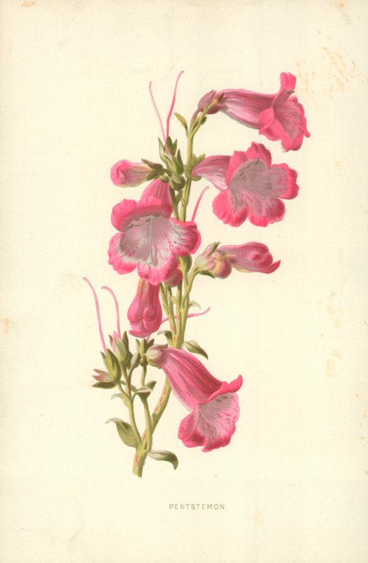 Pentstemon द्वारा फ्रेडरिक एडवर्ड हुल्मे