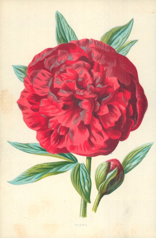 Peony द्वारा फ्रेडरिक एडवर्ड हुल्मे