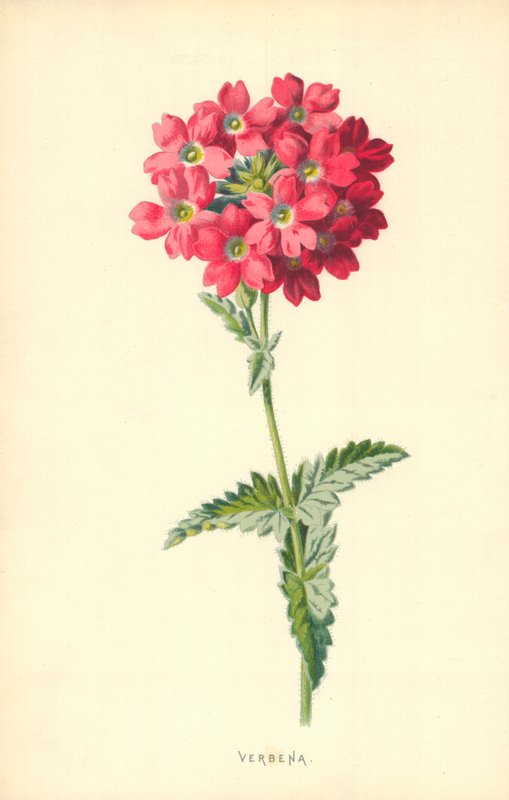 verbena द्वारा फ्रेडरिक एडवर्ड हुल्मे
