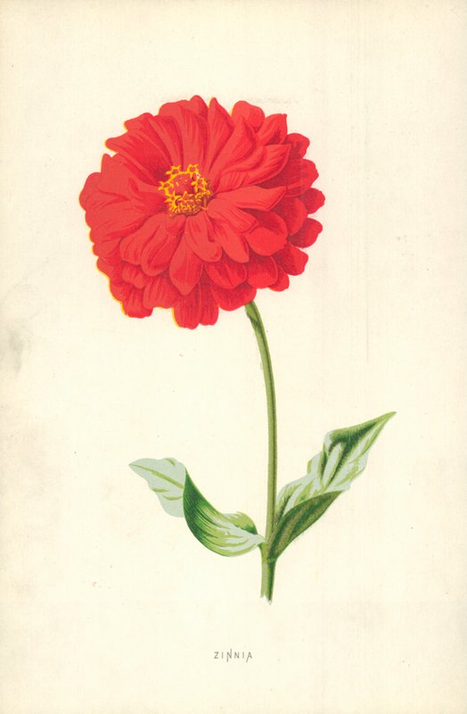 Zinnia द्वारा फ्रेडरिक एडवर्ड हुल्मे
