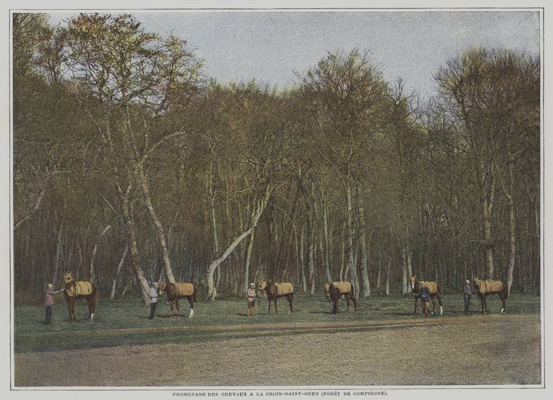 Foret de Compiegne, फ्रांस में ला क्रिक्स-सेंट-ओएन में रेसहॉर्स का व्यायाम (रंगीन फोटो) द्वारा फ्रेंच फोटोग्राफर