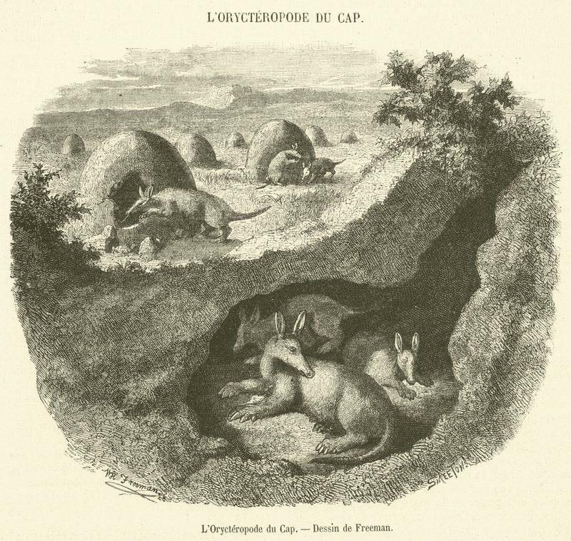 L'Orycteropod du Cap (उत्कीर्णन) द्वारा फ्रेंच स्कूल