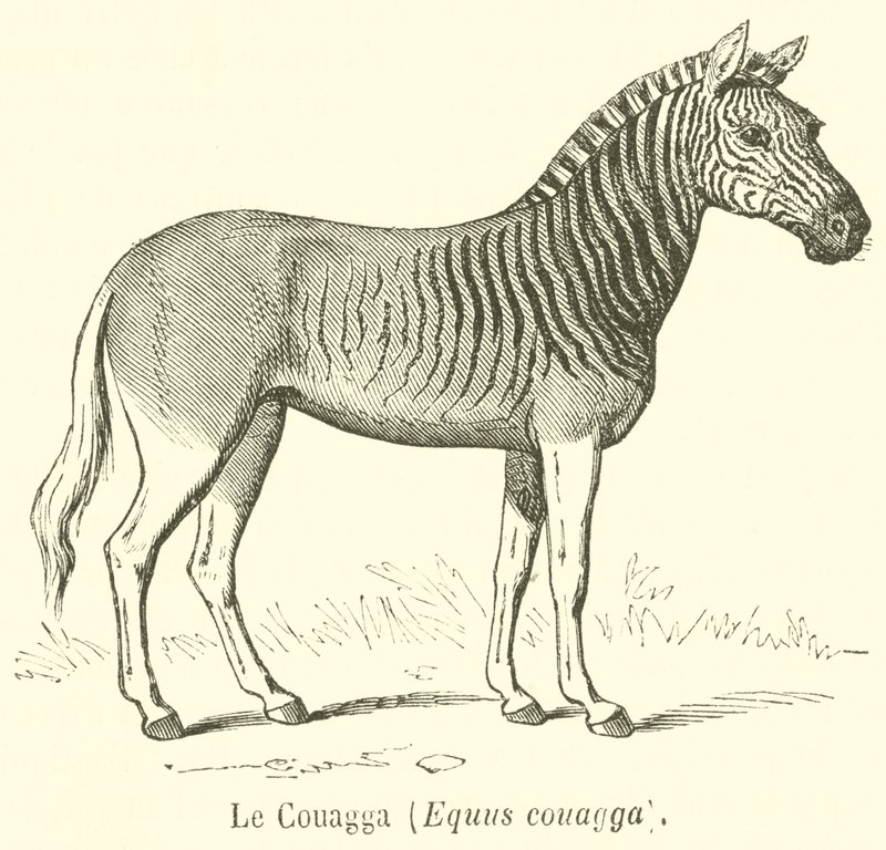 Le Couagga, Equus couagga (उत्कीर्णन) द्वारा फ्रेंच स्कूल