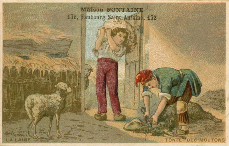 Maison Fontaine व्यापार कार्ड, भेड़ बाल काटना द्वारा फ्रेंच स्कूल