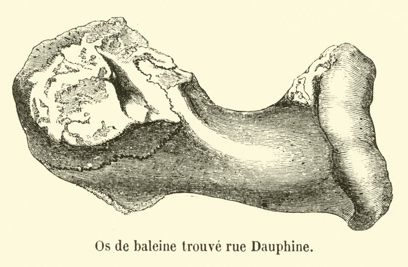 व्हेल की हड्डी rue Dauphine मिली द्वारा फ्रेंच स्कूल