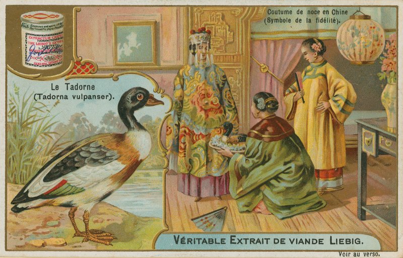Shelduck; चीन में शादी के उपहार के रूप में पेश किया जाता है, जहां इसे निष्ठा का प्रतीक माना जाता है द्वारा फ्रेंच स्कूल