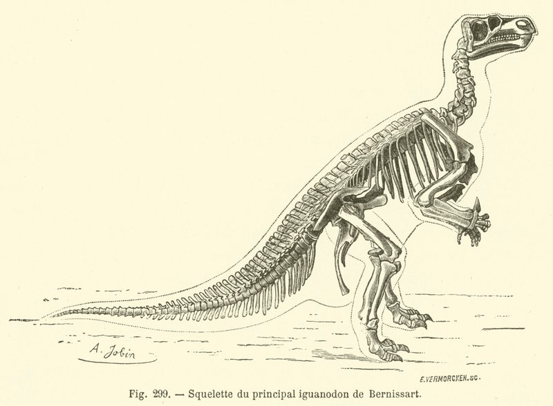 मुख्य Bernissart iguanodon (उत्कीर्णन) का कंकाल द्वारा फ्रेंच स्कूल