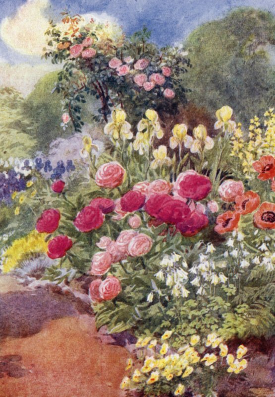 Paeonies, Columbines, Yellow Irises, और Thermopsis (कलर लिथो) के साथ द्वारा जॉर्ज सॉपर