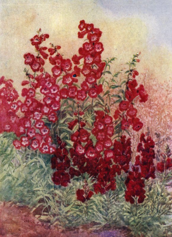 Pentstemons, Antirrhinums और Heuchera Brizoides (रंग लिथो) द्वारा जॉर्ज सॉपर