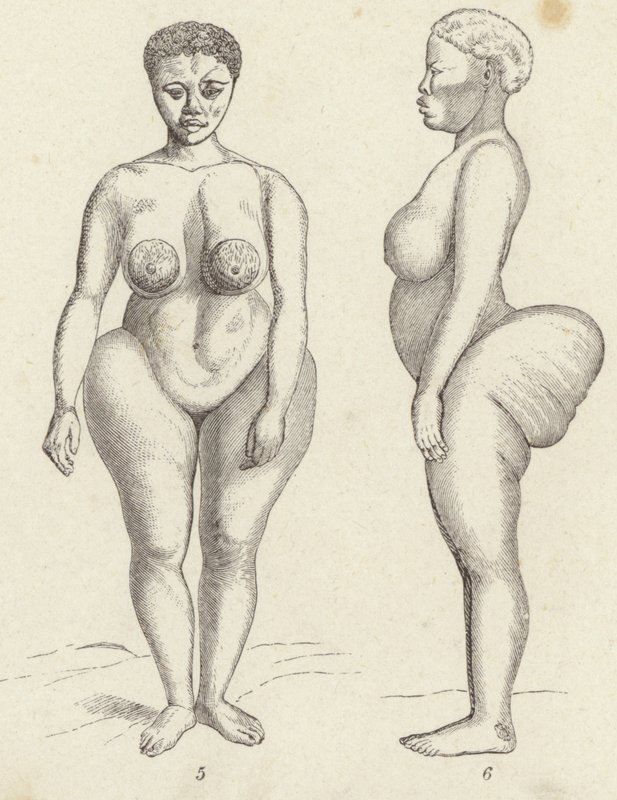 Hottentot वीनस (उत्कीर्णन) द्वारा जर्मन स्कूल