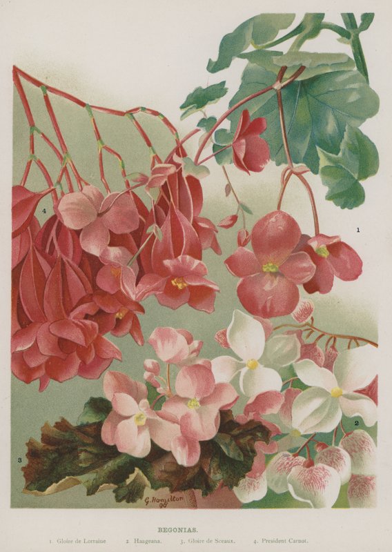 begonias द्वारा गर्ट्रूड हैमिल्टन