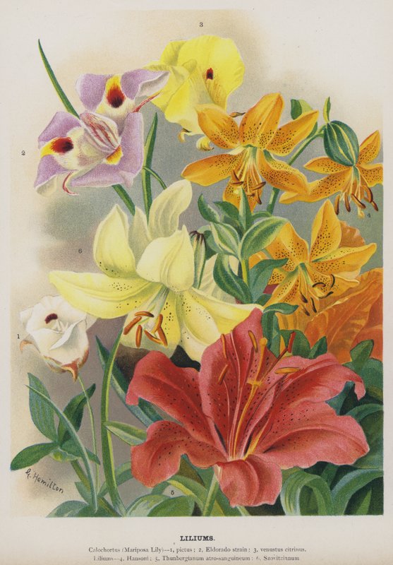 liliums द्वारा गर्ट्रूड हैमिल्टन