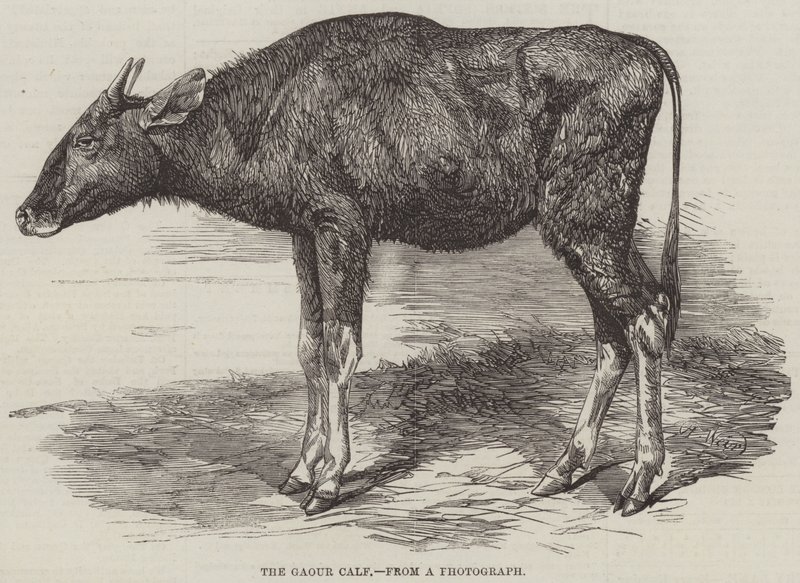 गौड़ बछड़ा द्वारा हैरिसन विलियम वियर