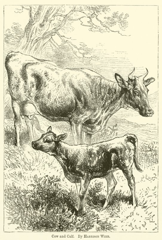 गाय और बछड़ा द्वारा हैरिसन विलियम वियर
