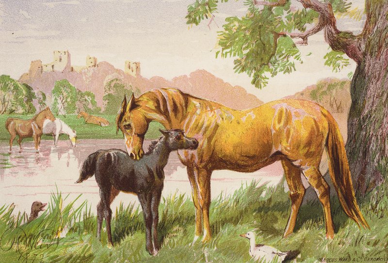 द्वारा हैरिसन विलियम वियर