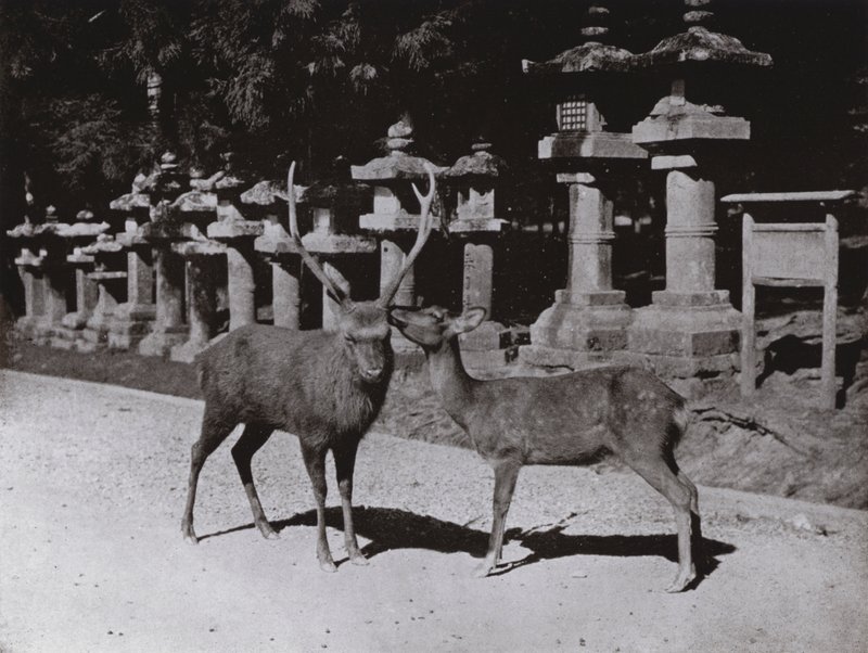 हिरण, नारा में एक अध्ययन (बी/डब्ल्यू फोटो) द्वारा हर्बर्ट पोंटिंग