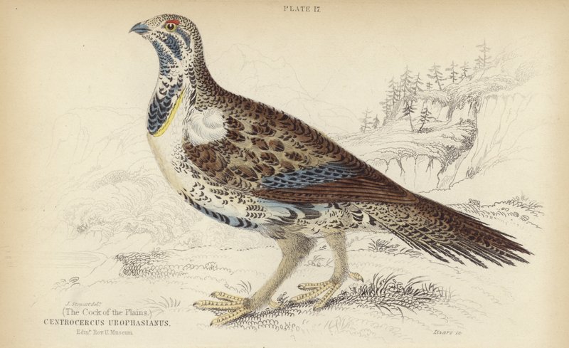 Centrocercus Urophasianus द्वारा जे। स्टीवर्ट