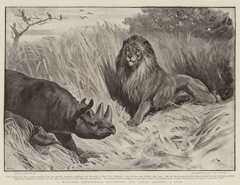 एक घायल गैंडा एक शेर के खिलाफ अपने युवा का बचाव करता है द्वारा जॉन चार्लटन