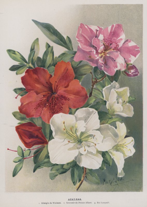 azaleas द्वारा मेरी लो