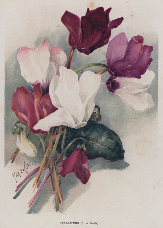 बीज से, Cyclamens द्वारा मेरी लो