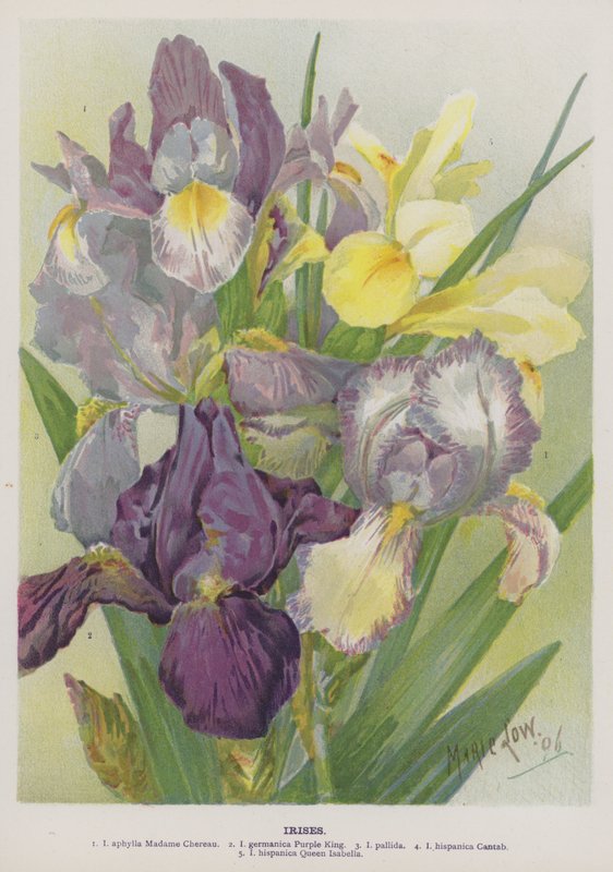 irises द्वारा मेरी लो